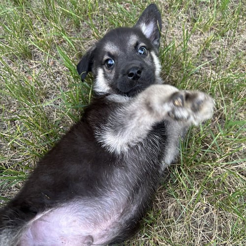 GULLY - German Shepherd Dog / Terrier available for adoption