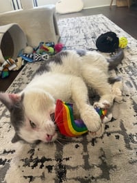 Momo (FIV+) - Pending Adoption - Photo 4