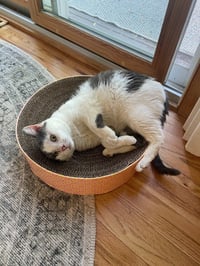 Momo (FIV+) - Pending Adoption - Photo 2