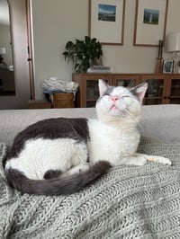 Momo (FIV+) - Pending Adoption - Photo 3