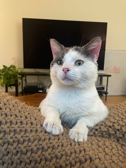 MOMO (FIV+) - Domestic Short Hair available for adoption