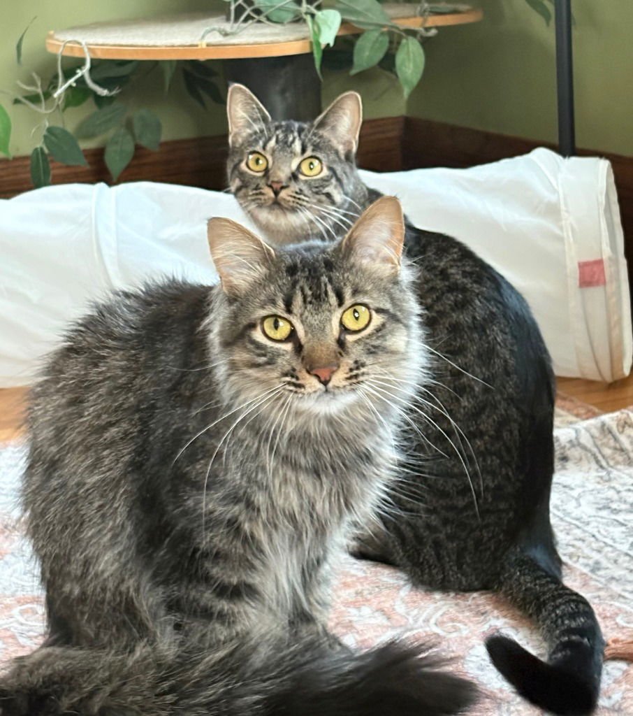 PUK / NYMPHODORA - Domestic Long Hair available for adoption