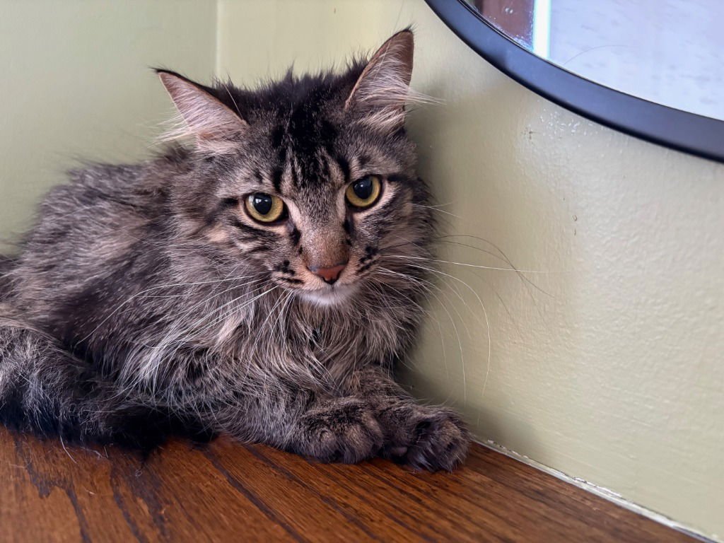 PUK / NYMPHODORA - Domestic Long Hair available for adoption