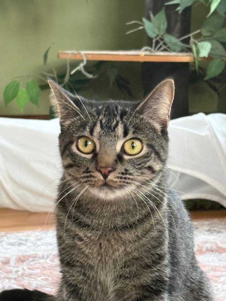 Puk / Nymphodora - Photo 3