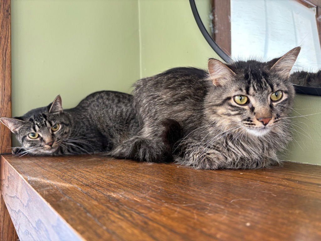 Puk / Nymphodora - Photo 4