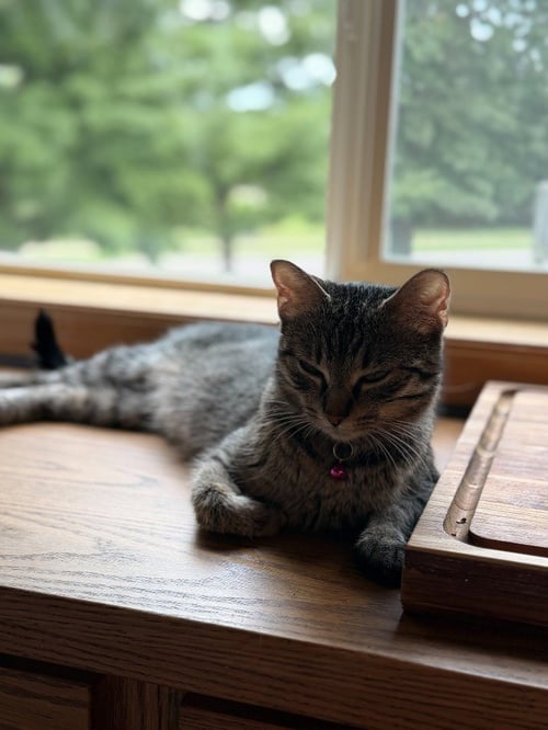 LAYLA - MAX APPS - Domestic Short Hair available for adoption