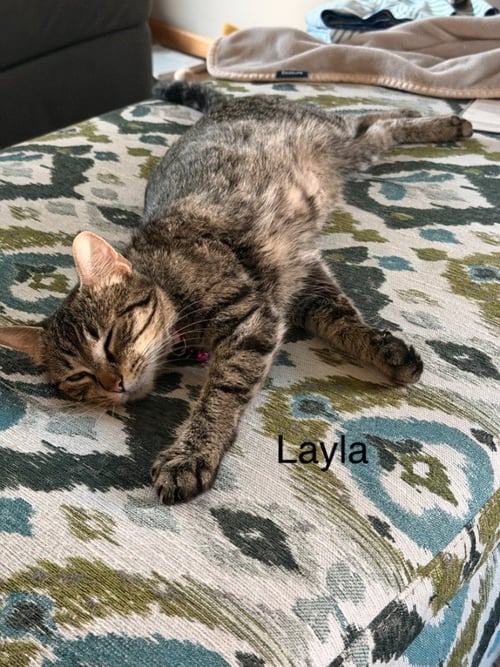 LAYLA - MAX APPS - Domestic Short Hair available for adoption