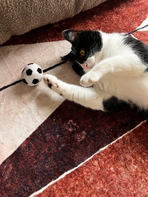 STANLEY- PENDING ADOPTION