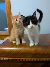 Jif - Pending Adoption / Skippy - Pending Adoption - Photo 2