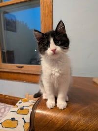 Jif - Pending Adoption / Skippy - Pending Adoption - Photo 4