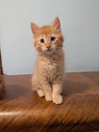 Jif - Pending Adoption / Skippy - Pending Adoption - Photo 3