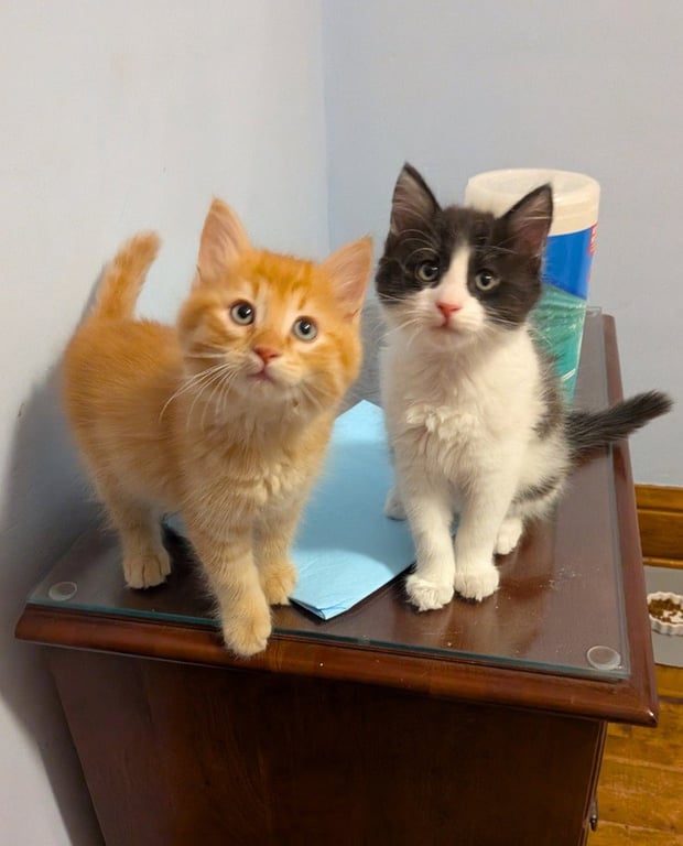 Jif - Pending Adoption / Skippy - Pending Adoption Image