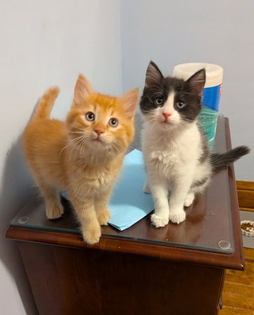 JIF - PENDING ADOPTION / SKIPPY - PENDING ADOPTION - Domestic Short Hair available for adoption