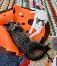 Jenga / Taboo - Photo 1