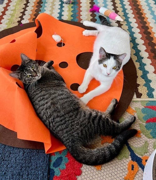 JENGA / TABOO - Domestic Short Hair available for adoption