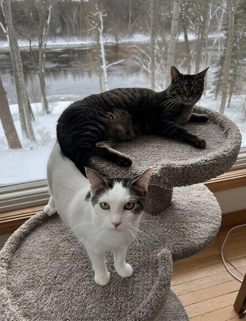 JENGA / TABOO - Domestic Short Hair available for adoption