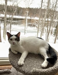 Jenga / Taboo - Photo 3