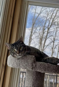 Jenga / Taboo - Photo 4