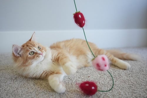 PAUL / ART - Domestic Medium Hair available for adoption