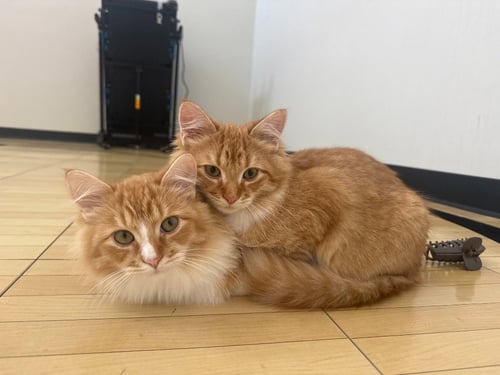 PAUL / ART - Domestic Medium Hair available for adoption