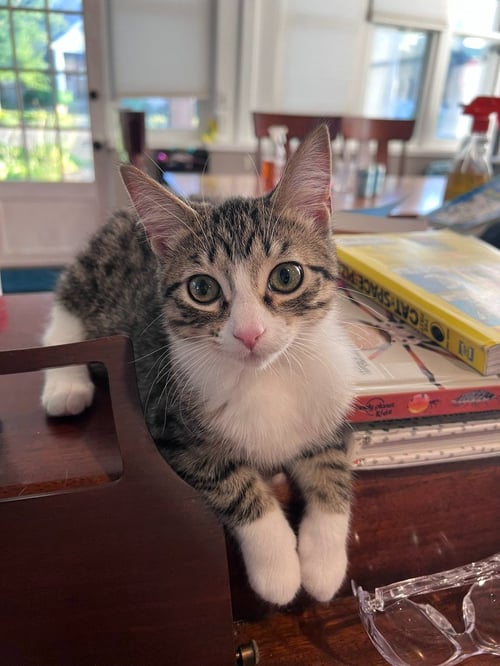 SPLASH - Domestic Short Hair for adoption in St. Paul