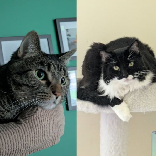 LILAC / JACKSON - Domestic Medium Hair available for adoption