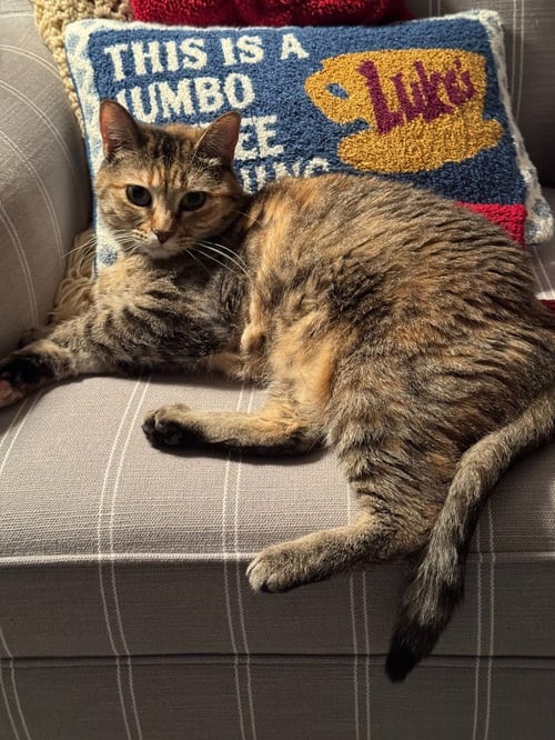 BEAR REESE - Domestic Short Hair available for adoption