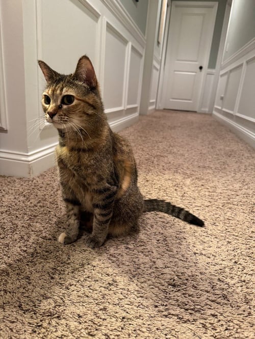 BEAR REESE - Domestic Short Hair available for adoption