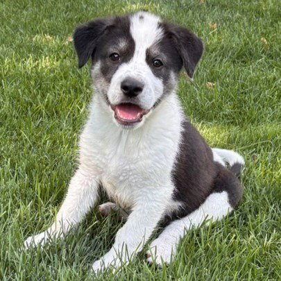 WAFFLES - PENDING ADOPTION