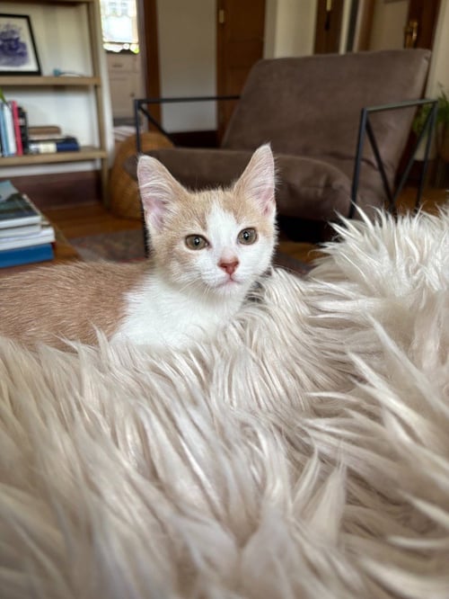 MILO’S - PENDING ADOPTION - Domestic Short Hair available for adoption
