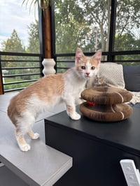 Milo’s - Pending Adoption - Photo 3