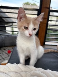 Milo’s - Pending Adoption - Photo 4