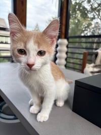 Milo’s - Pending Adoption - Photo 2
