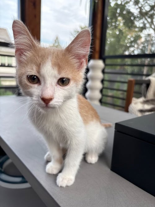 MILO’S - PENDING ADOPTION - Domestic Short Hair available for adoption