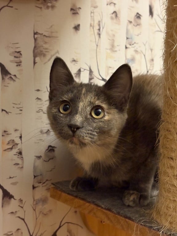 Muddle - Pending Adoption Image