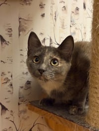 Muddle - Pending Adoption - Photo 1