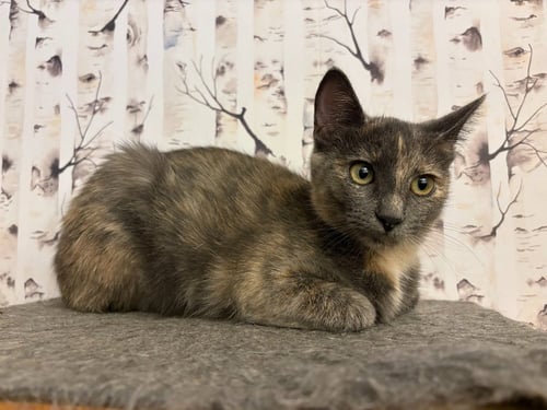 MUDDLE - PENDING ADOPTION - Domestic Short Hair available for adoption