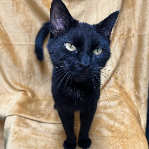 ATHENA - Domestic Short Hair available for adoption