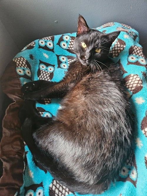 ATHENA - Domestic Short Hair available for adoption