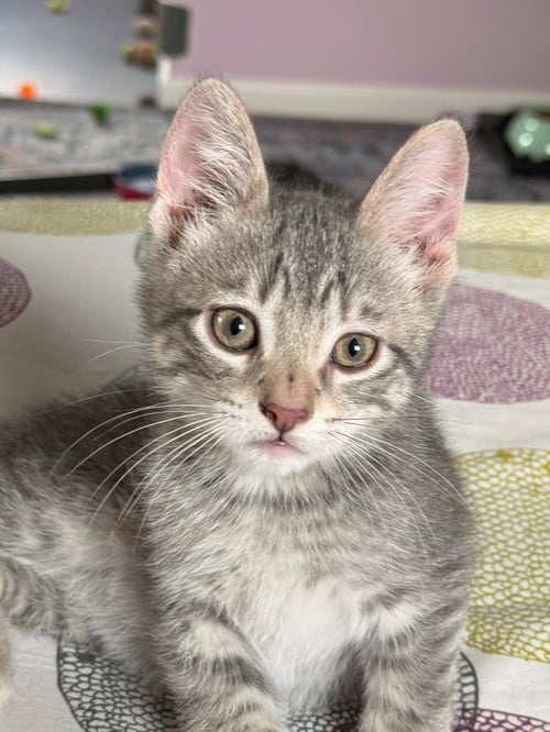 EDDIE - PENDING - Domestic Short Hair available for adoption