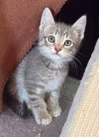 Eddie - Pending - Photo 2