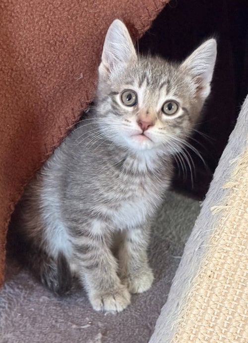 EDDIE - PENDING - Domestic Short Hair available for adoption