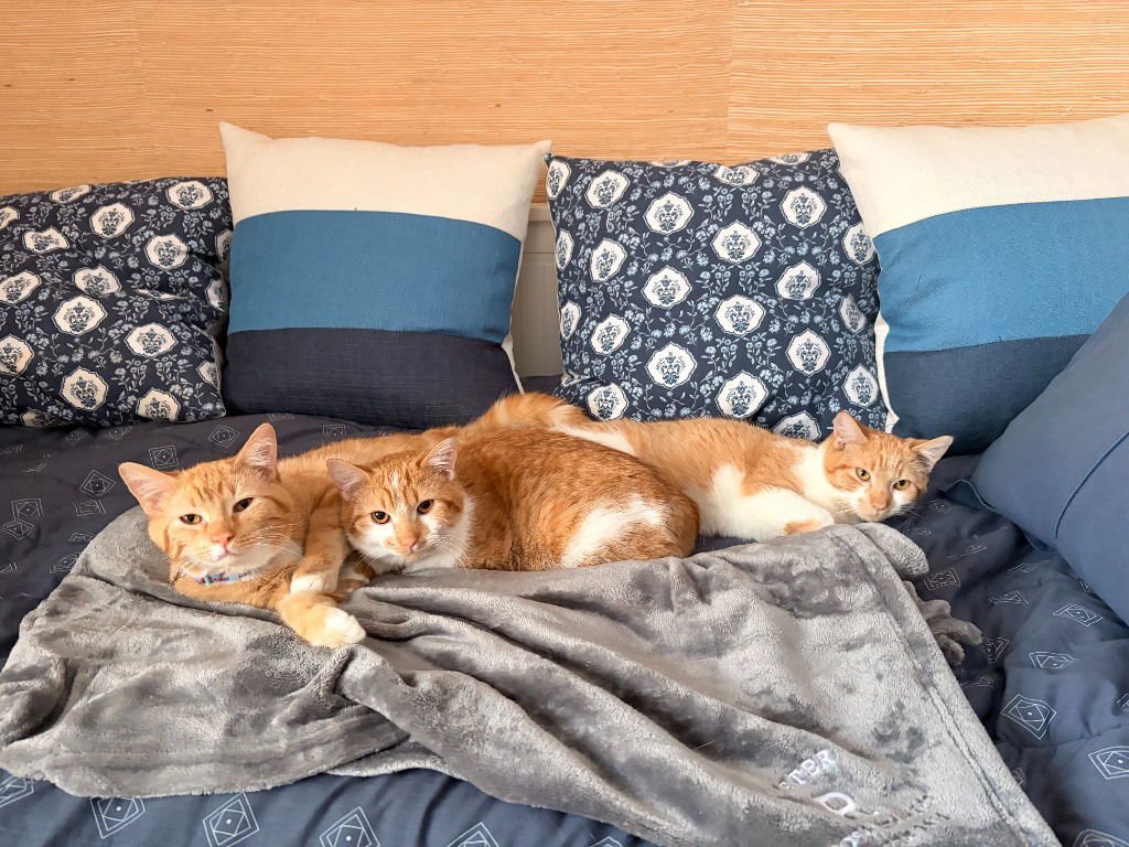 MIKAN / YUZU / KAKI - Domestic Short Hair available for adoption