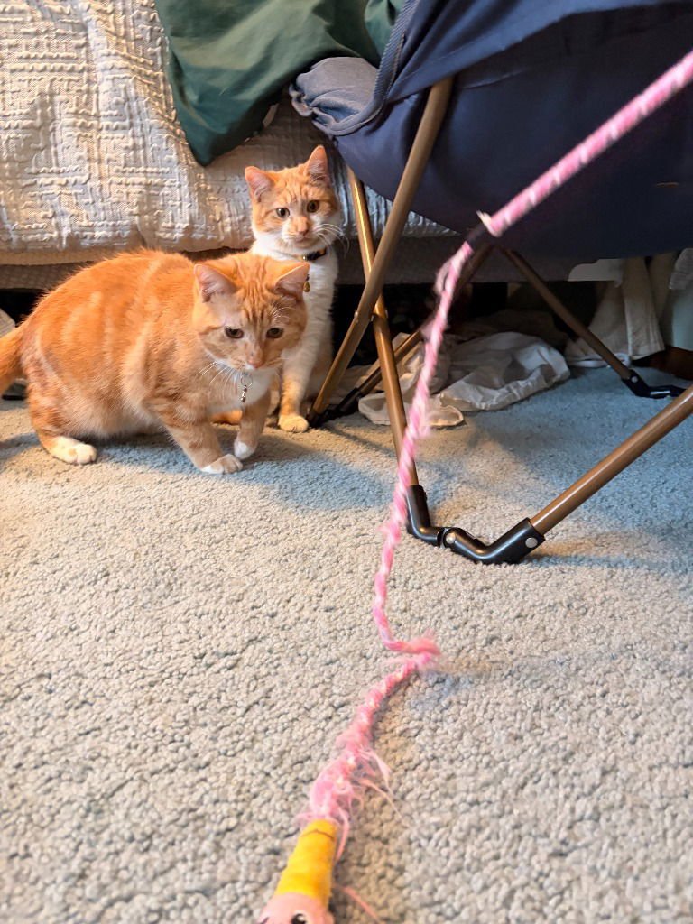 MIKAN / YUZU / KAKI - Domestic Short Hair available for adoption