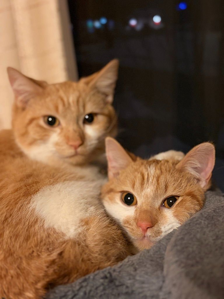 Mikan / Yuzu / Kaki - Photo 3