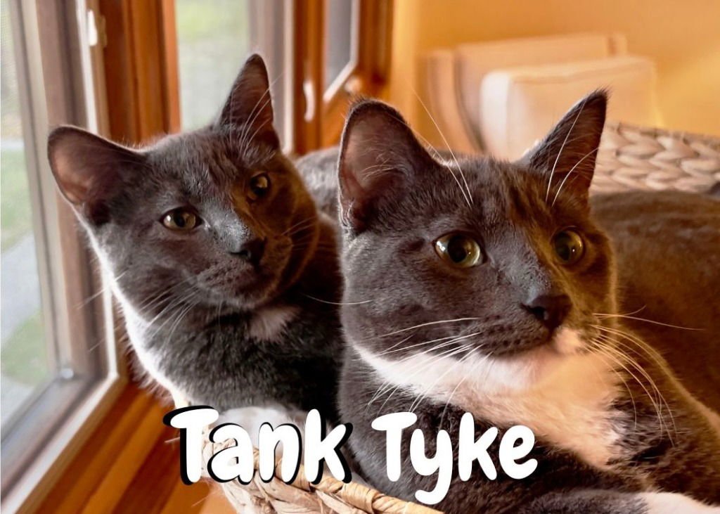 TANK-NO LONGER ACCEPTING APPS / TYKE