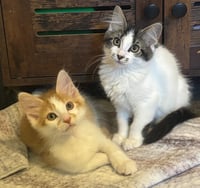 Pumpkin / Eli - Photo 1