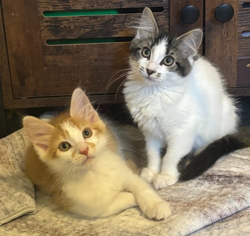 PUMPKIN / ELI - Domestic Short Hair available for adoption