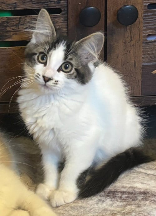 PUMPKIN / ELI - Domestic Short Hair available for adoption