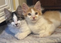 Pumpkin / Eli - Photo 4